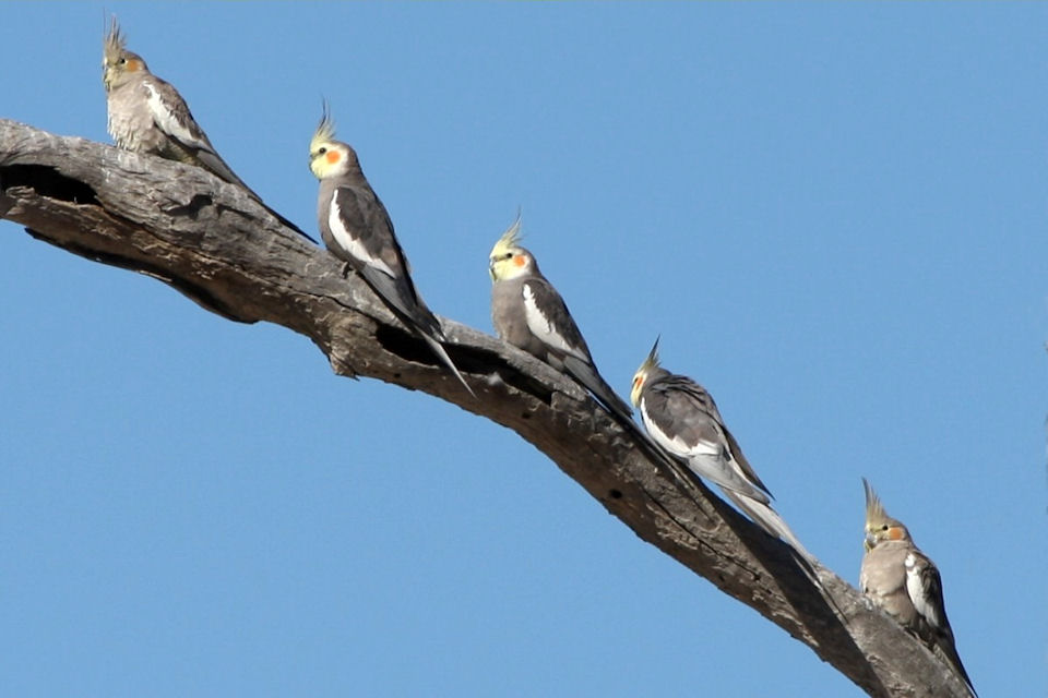 Cockatiel (Nymphicus hollandicus)